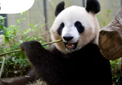 Гигантская панда родила близнецов в зоопарке Уэно в Токио