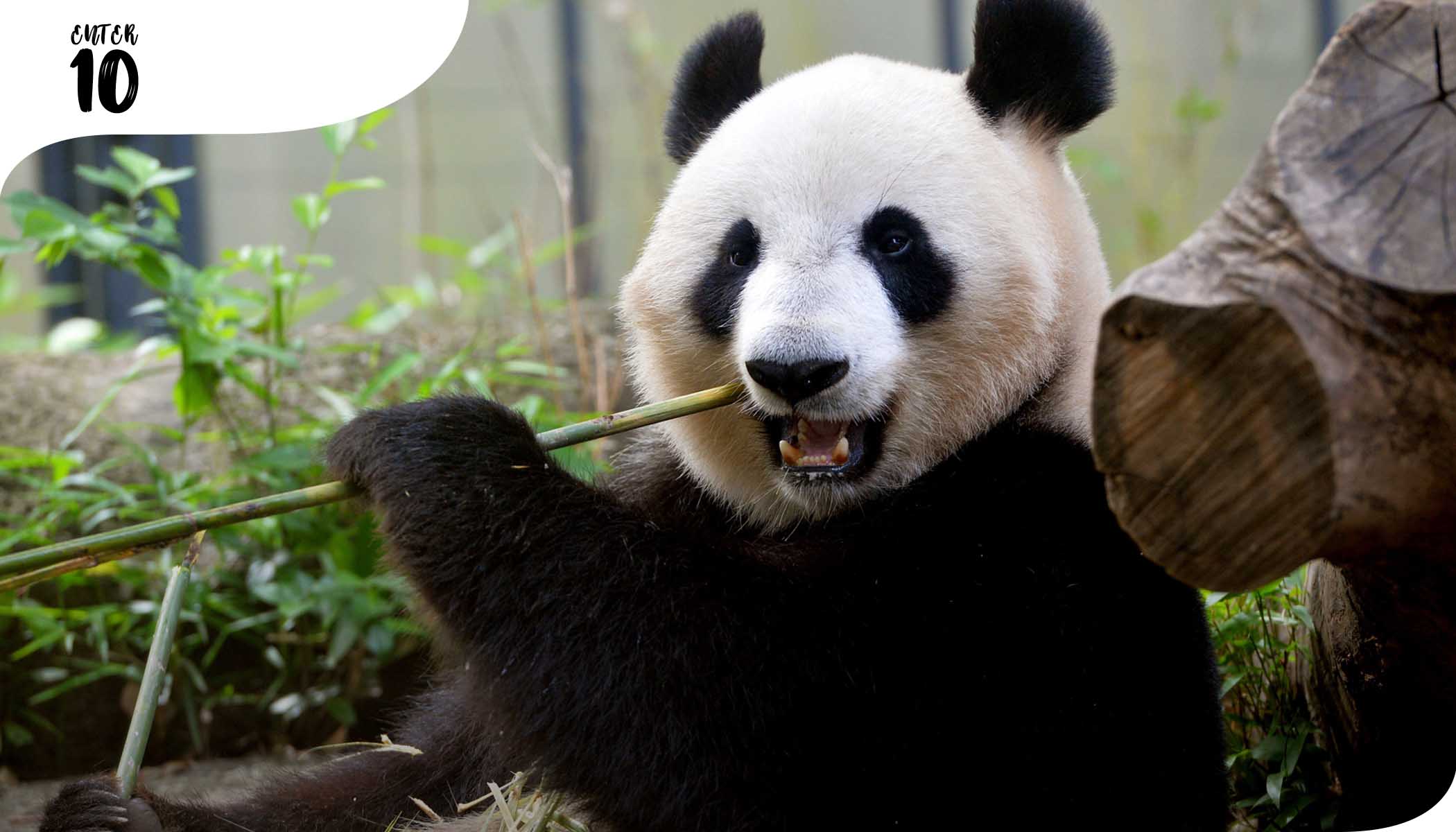 Гигантская панда родила близнецов в зоопарке Уэно в Токио