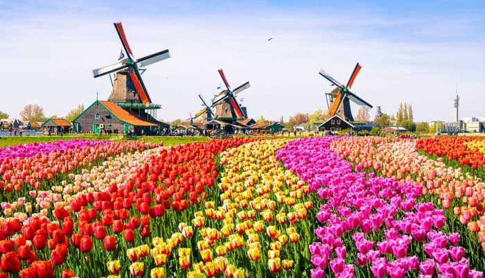 Фестиваль тюльпанов в Кёкенхофе, Нидерландах