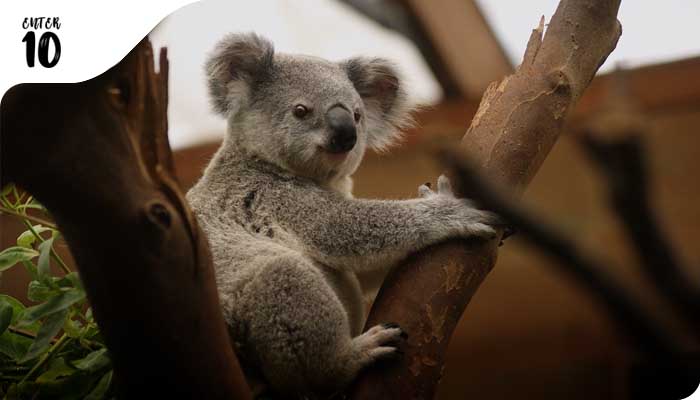 Собака по имени Bear помогает спасать коал в лесных пожарах Австралии