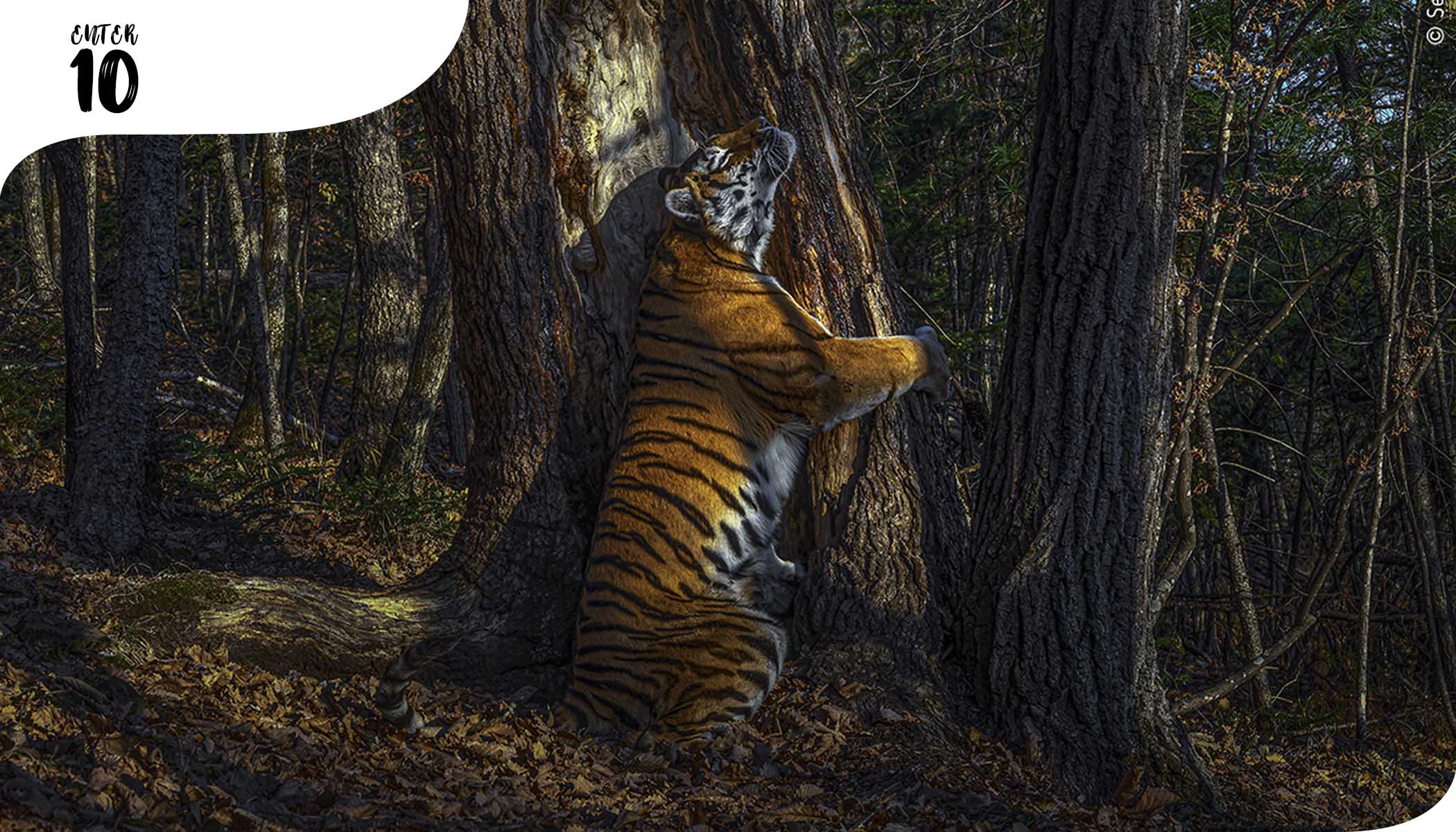 Потрясающая фотография тигра, обнимающего дерево