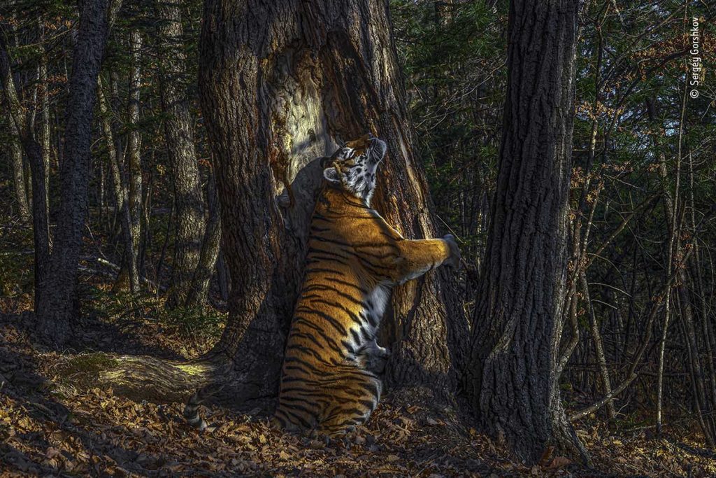 Потрясающее фото тигра, обнимающего дерево, получило награду за лучшую фотографию дикой природы