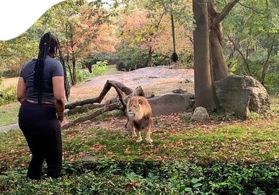 Женщина прыгает в вольер со львами в зоопарке Бронкс