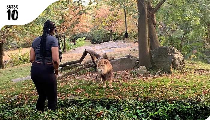 В Зоопарке Бронкс в Нью-Йорке женщина перепрыгнула в вольер со львами
