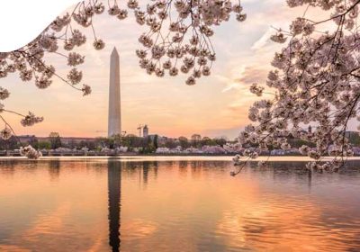 Как увидеть цветение сакуры вокруг монумента Вашингтона прямо из дома