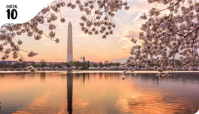 Как увидеть цветение сакуры вокруг монумента Вашингтона прямо из дома
