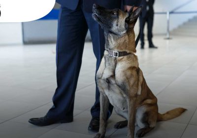 Международный аэропорт Дубая первым начал использовать собак для обнаружения коронавируса