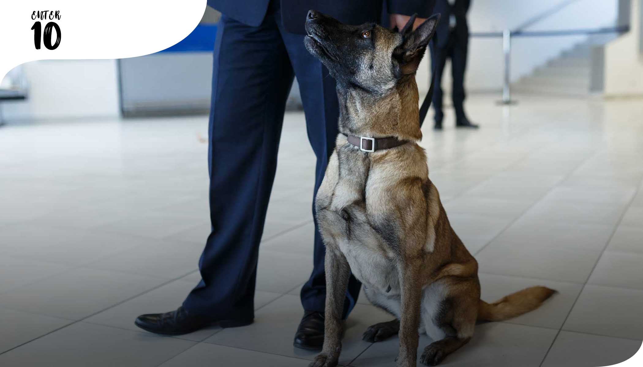 Международный аэропорт Дубая первым начал использовать собак для обнаружения коронавируса