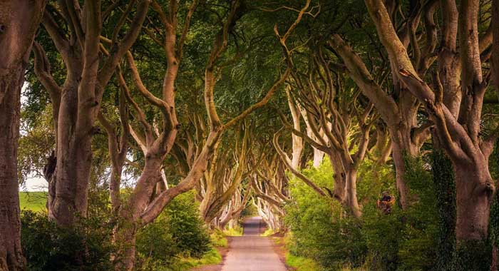 Королевский тракт Игра Престолов, Темные изгороди, Северная Ирландия