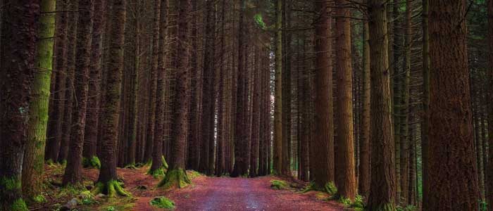 Леса Винтерфелла Игра Престолов, Толлиморский лесопарк, Северная Ирландия