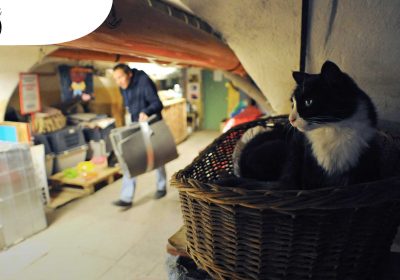 Француз завещал деньги кошкам, которые живут в подвале музея в России