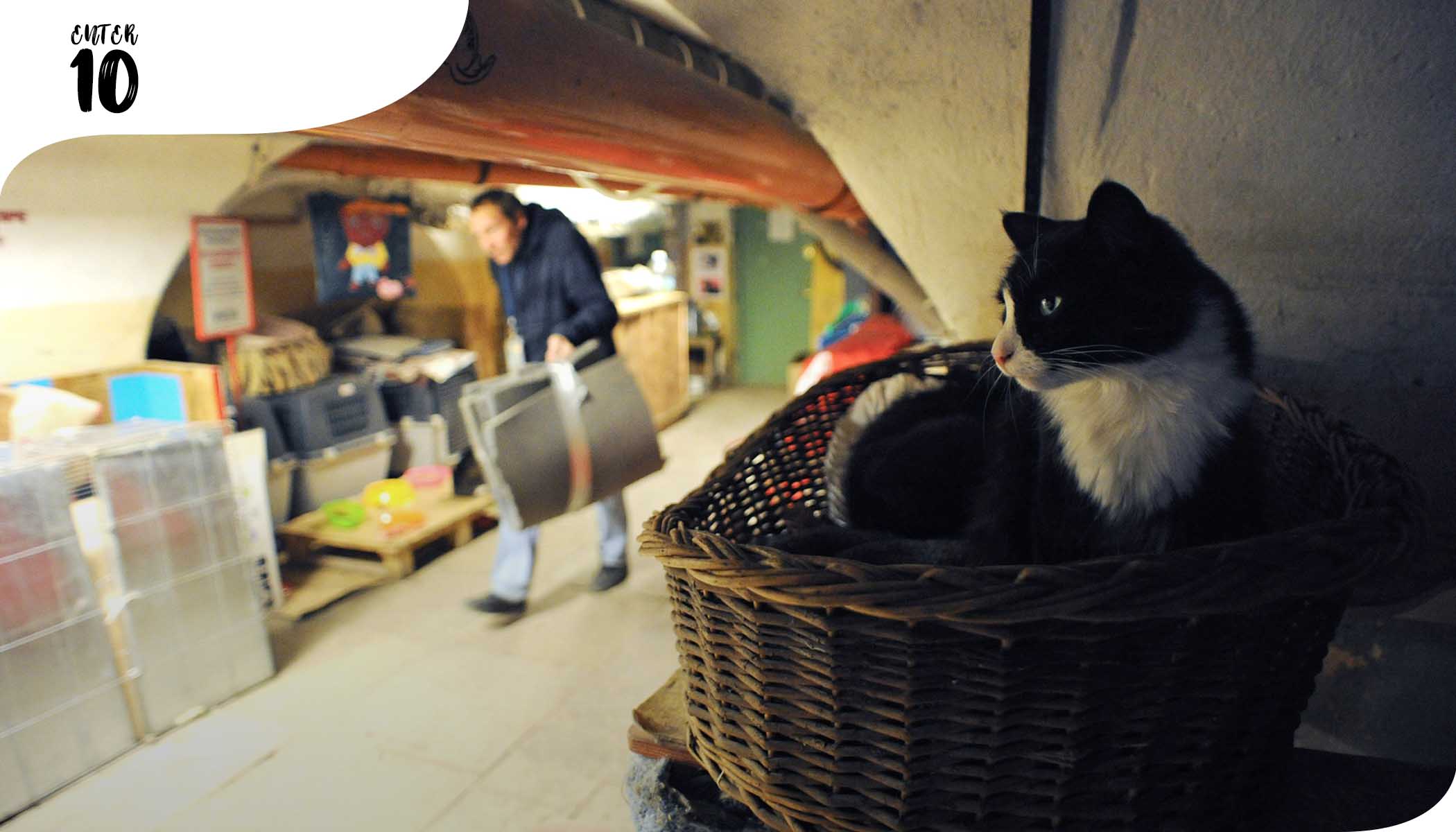 Француз завещал деньги кошкам, которые живут в подвале музея в России