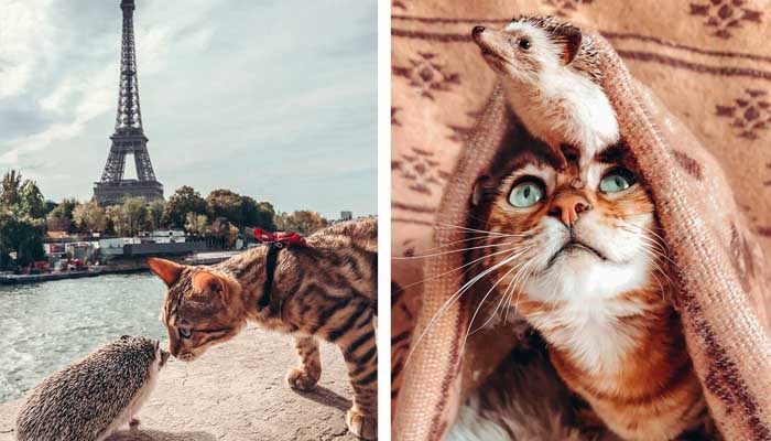 Дуэт кота и ежика - это те путешественники, которым стоит подражать