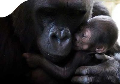 Зоопарк Сиэтла поделился радушными фотографиями мамы гориллы и ее новорожденного