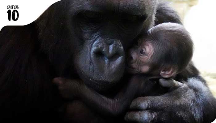 Зоопарк Сиэтла поделился радушными фотографиями мамы гориллы и ее новорожденного
