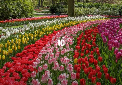 Выиграйте поездку в амстердамский сад тюльпанов этой весной с ужином среди цветов