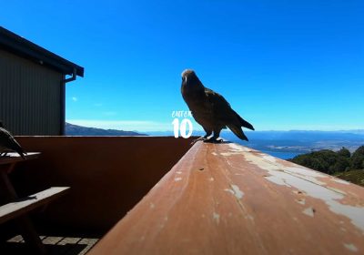 Попугай украл GoPro в Национальном парке Новой Зеландии — посмотрите кадры, которые он снял