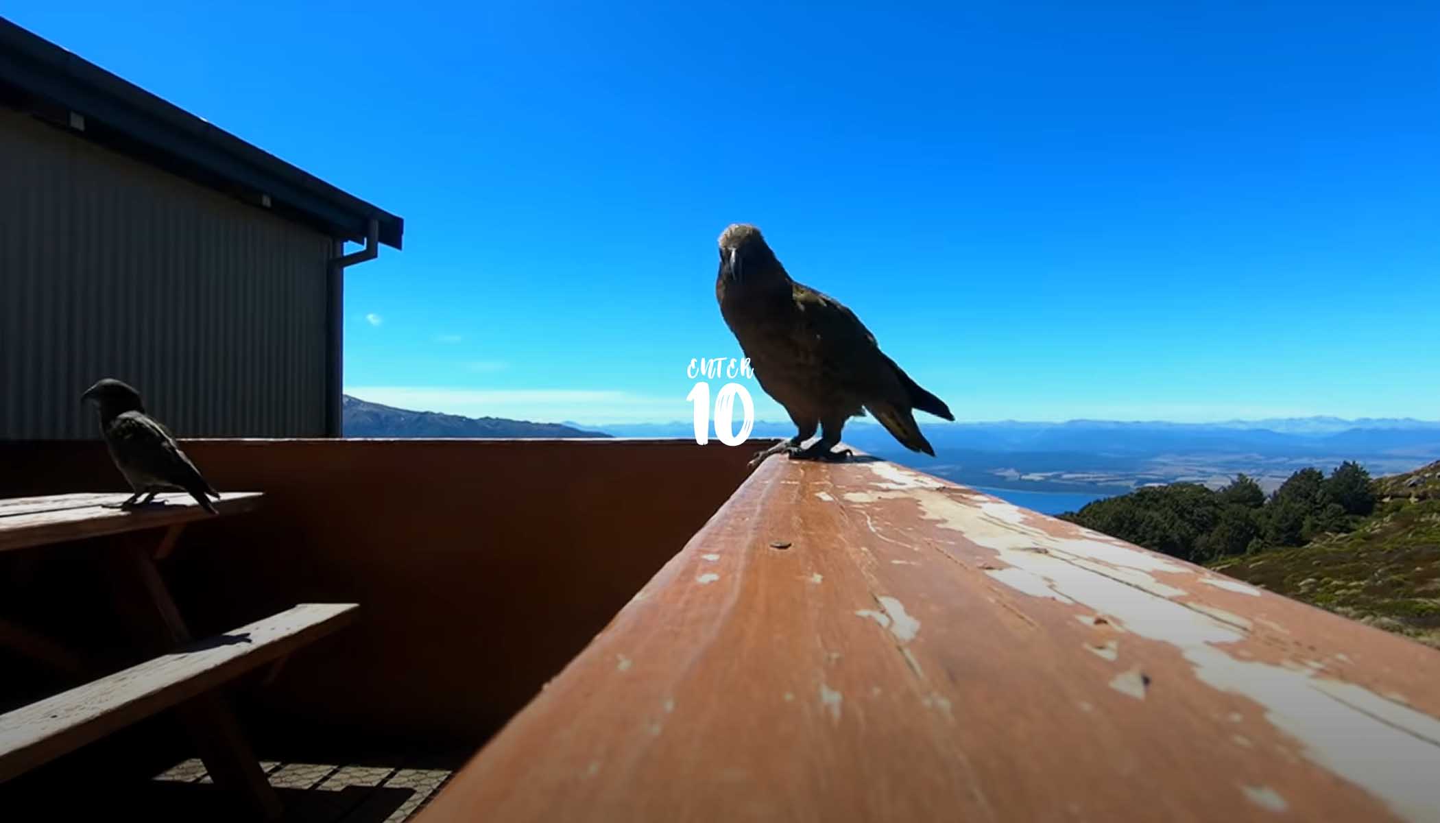 Попугай в национальном парке Новой Зеландии украл GoPro и заснял потрясающее видео