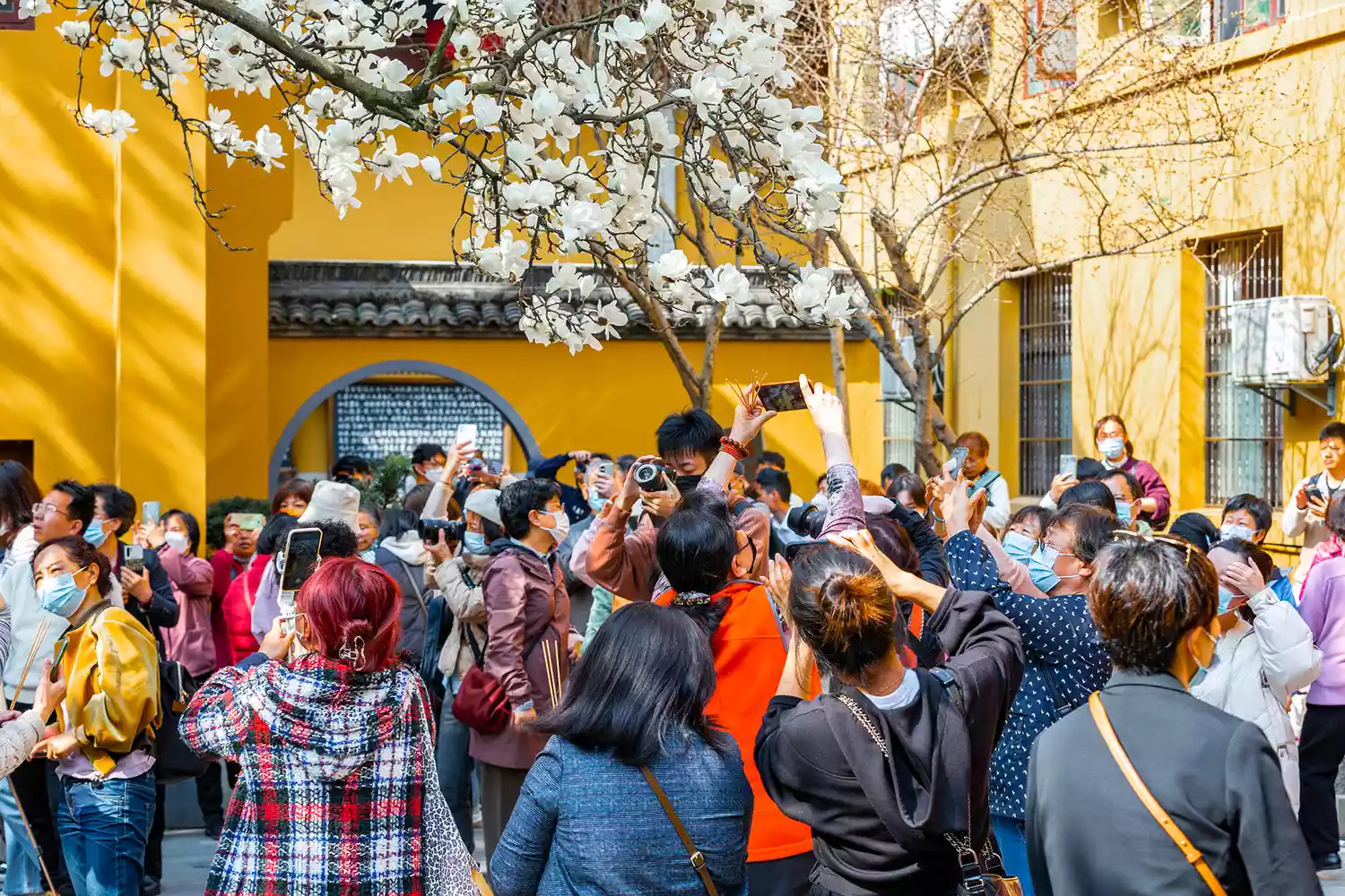 Туристы фотографируются под цветущей 500-летней древней магнолией в храме Фаси в Ханчжоу, Китай.