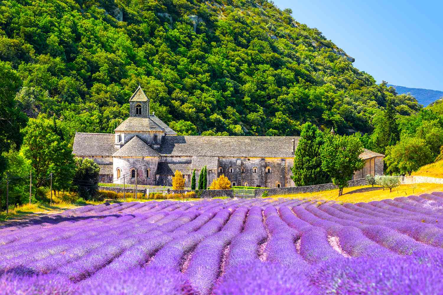 Аббатство Сенанке Горд Прованс Лавандовые поля Нотр-Дам-де-Сенанк на цветущих пурпурно-голубых лавандовых полях Люберона, Франция